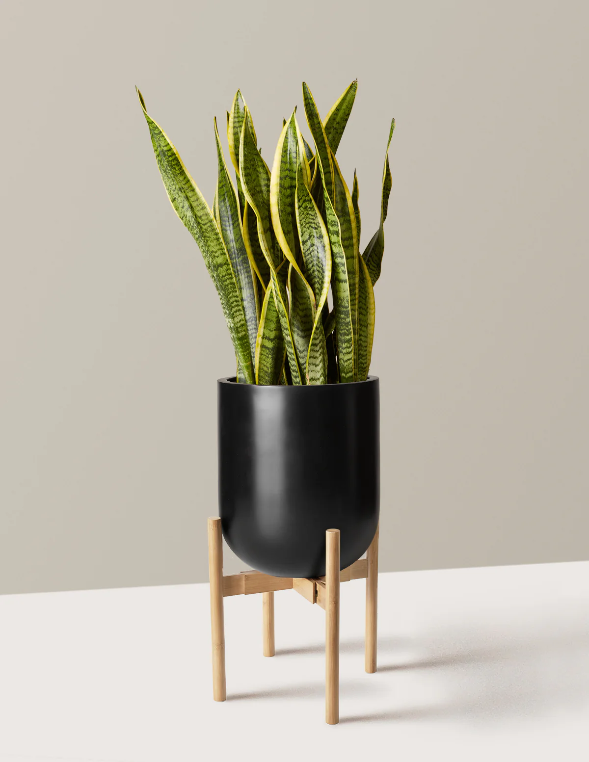 Snake Plant Laurentii - Image 72