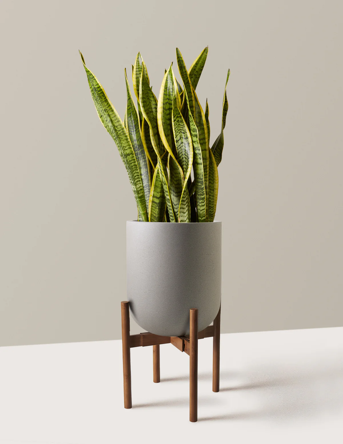Snake Plant Laurentii - Image 73
