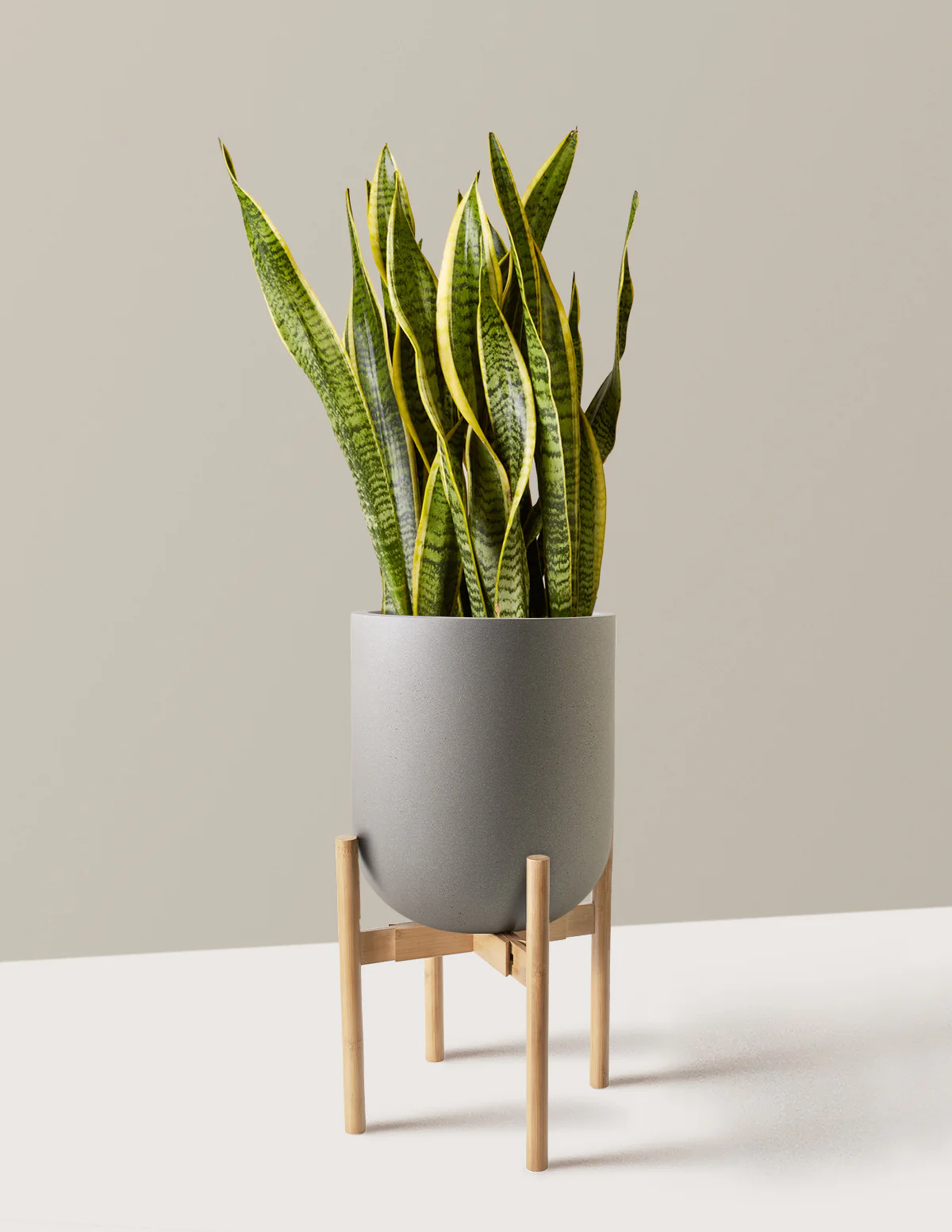 Snake Plant Laurentii - Image 74