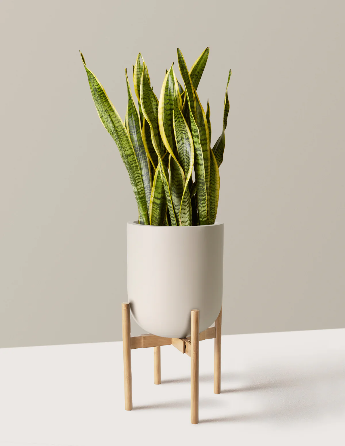 Snake Plant Laurentii - Image 75