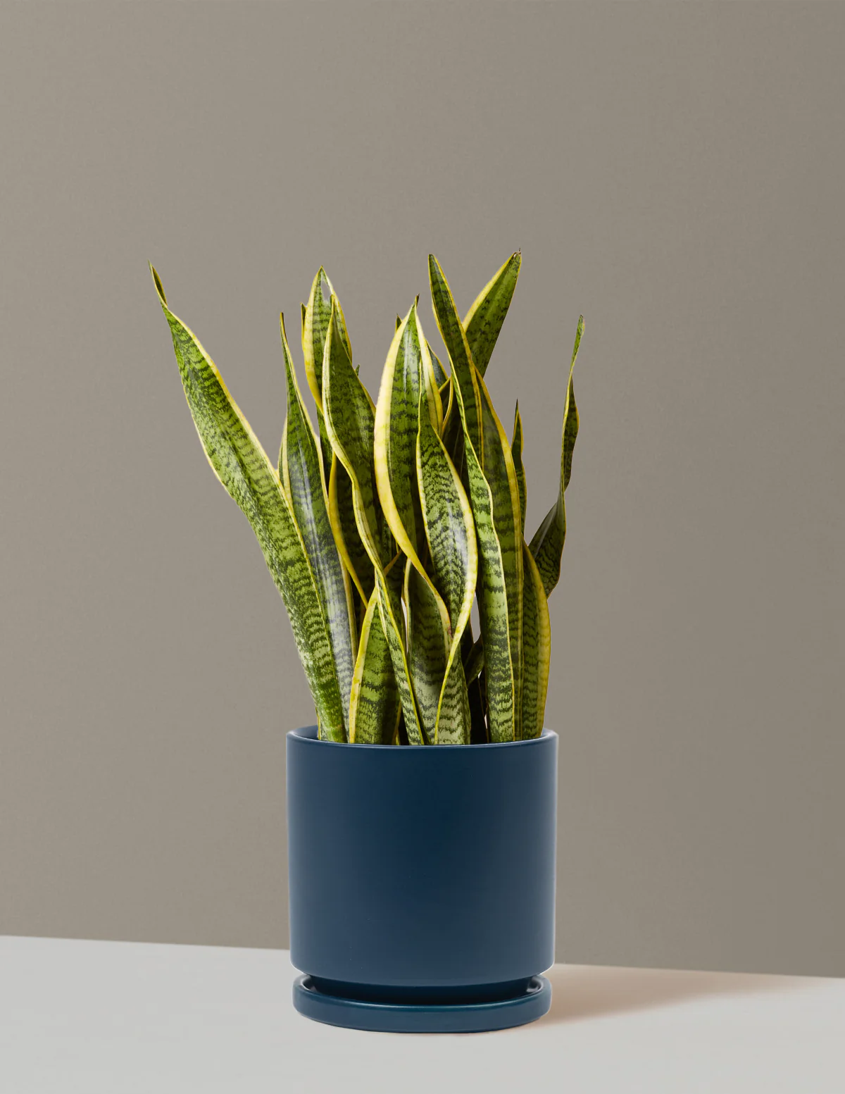 Snake Plant Laurentii - Image 76