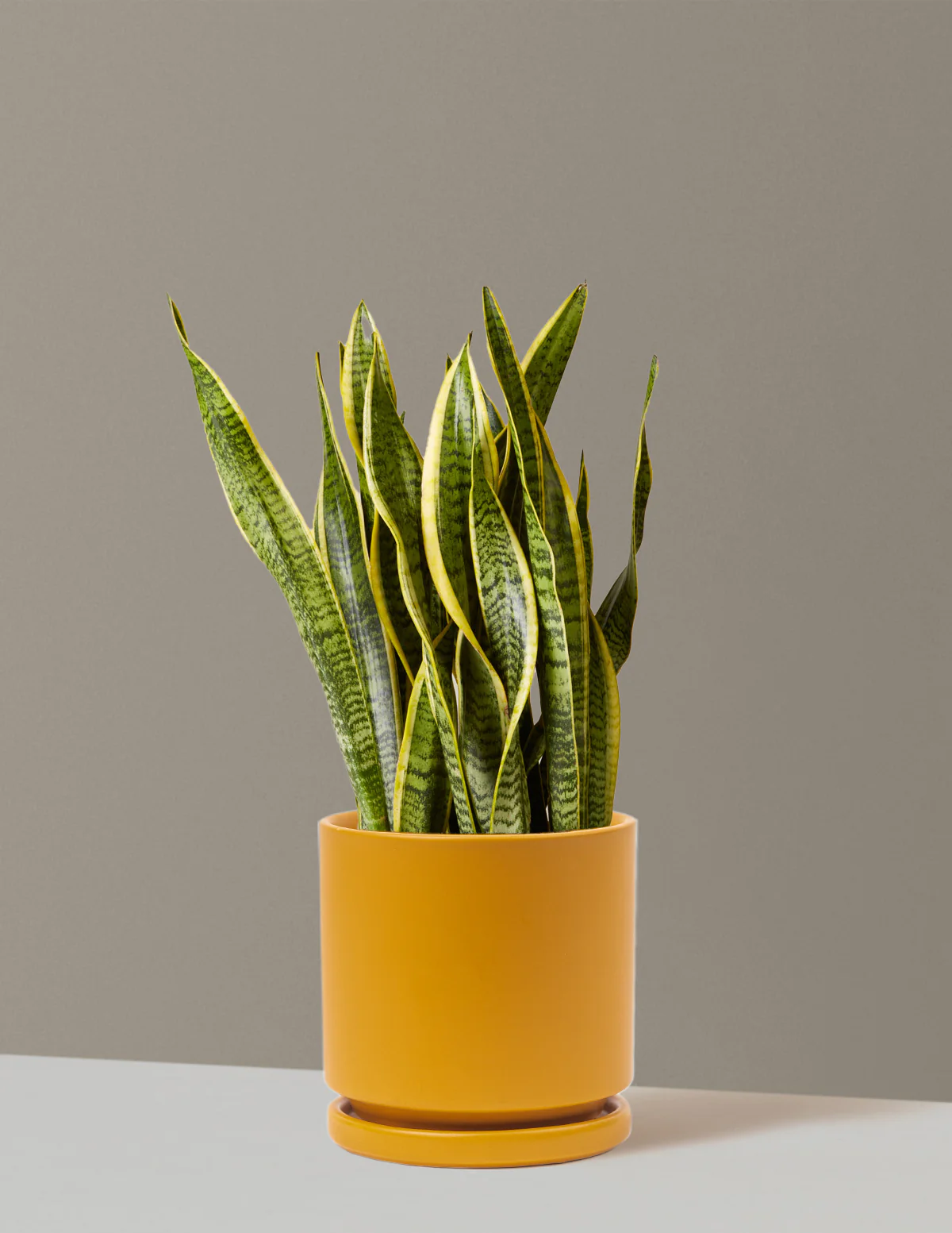 Snake Plant Laurentii - Image 77