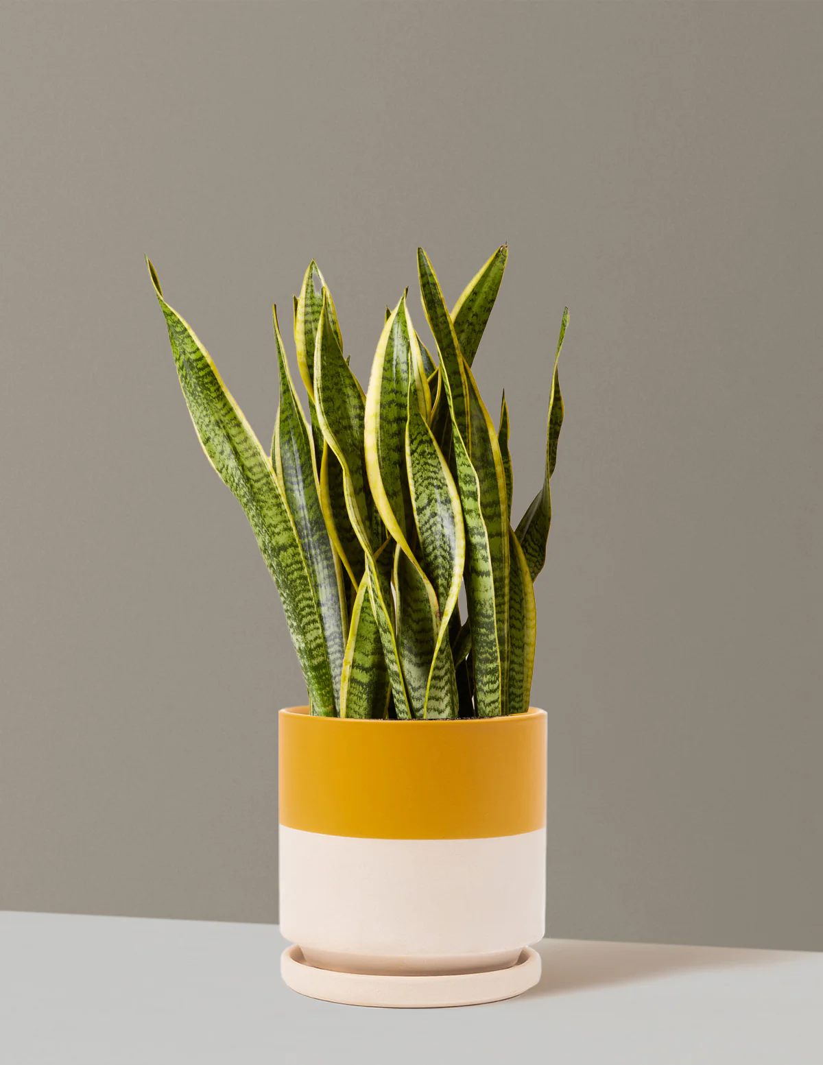 Snake Plant Laurentii - Image 78
