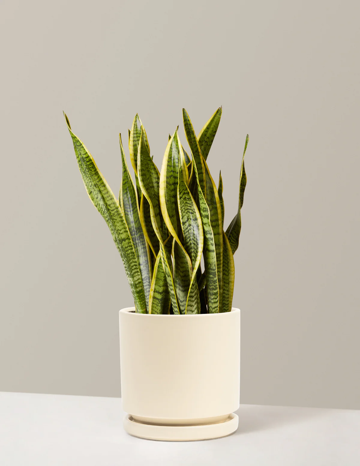 Snake Plant Laurentii - Image 79