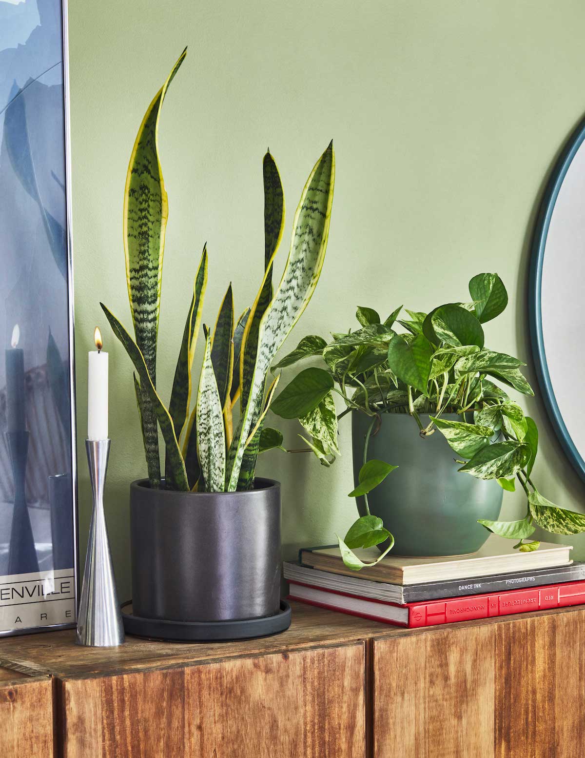Snake Plant Laurentii - Image 8