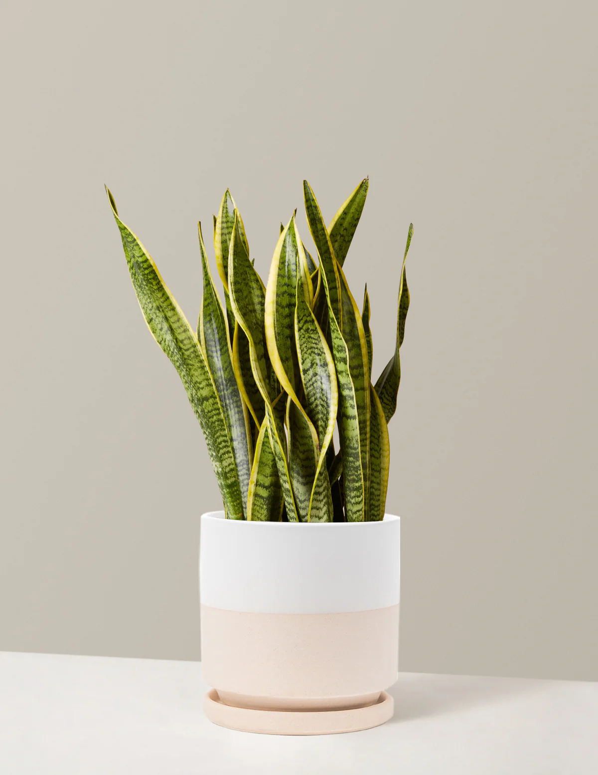 Snake Plant Laurentii - Image 80