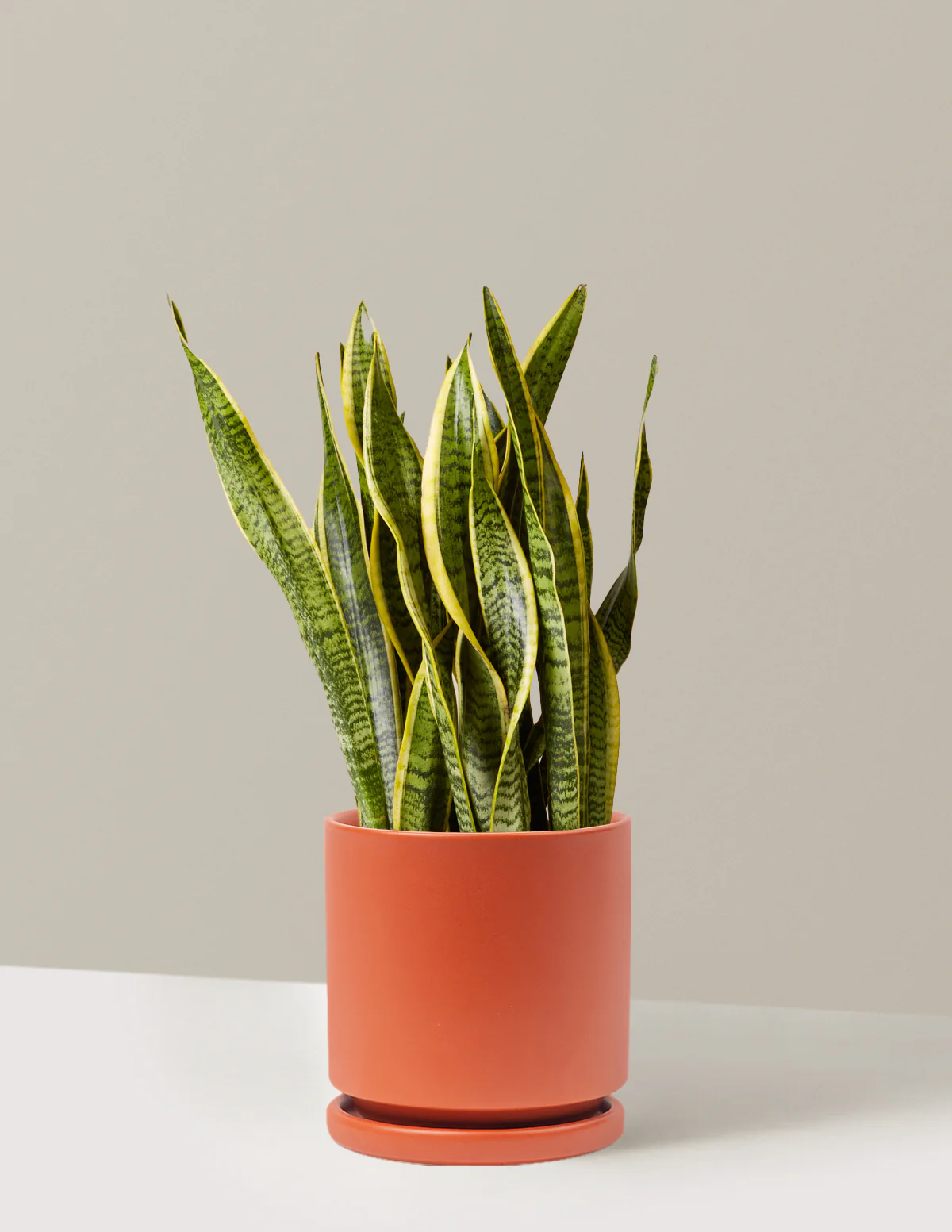 Snake Plant Laurentii - Image 81