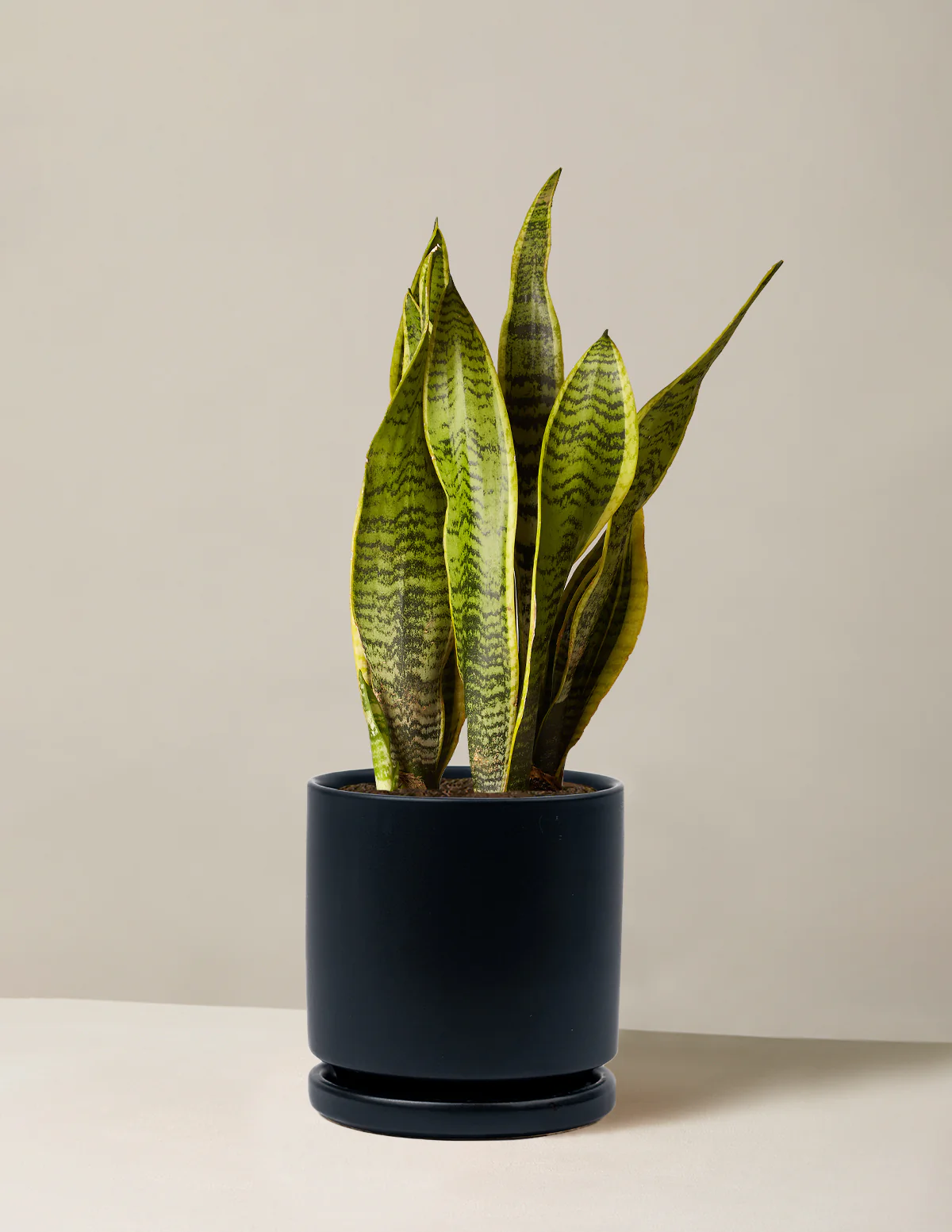 Snake Plant Laurentii - Image 82