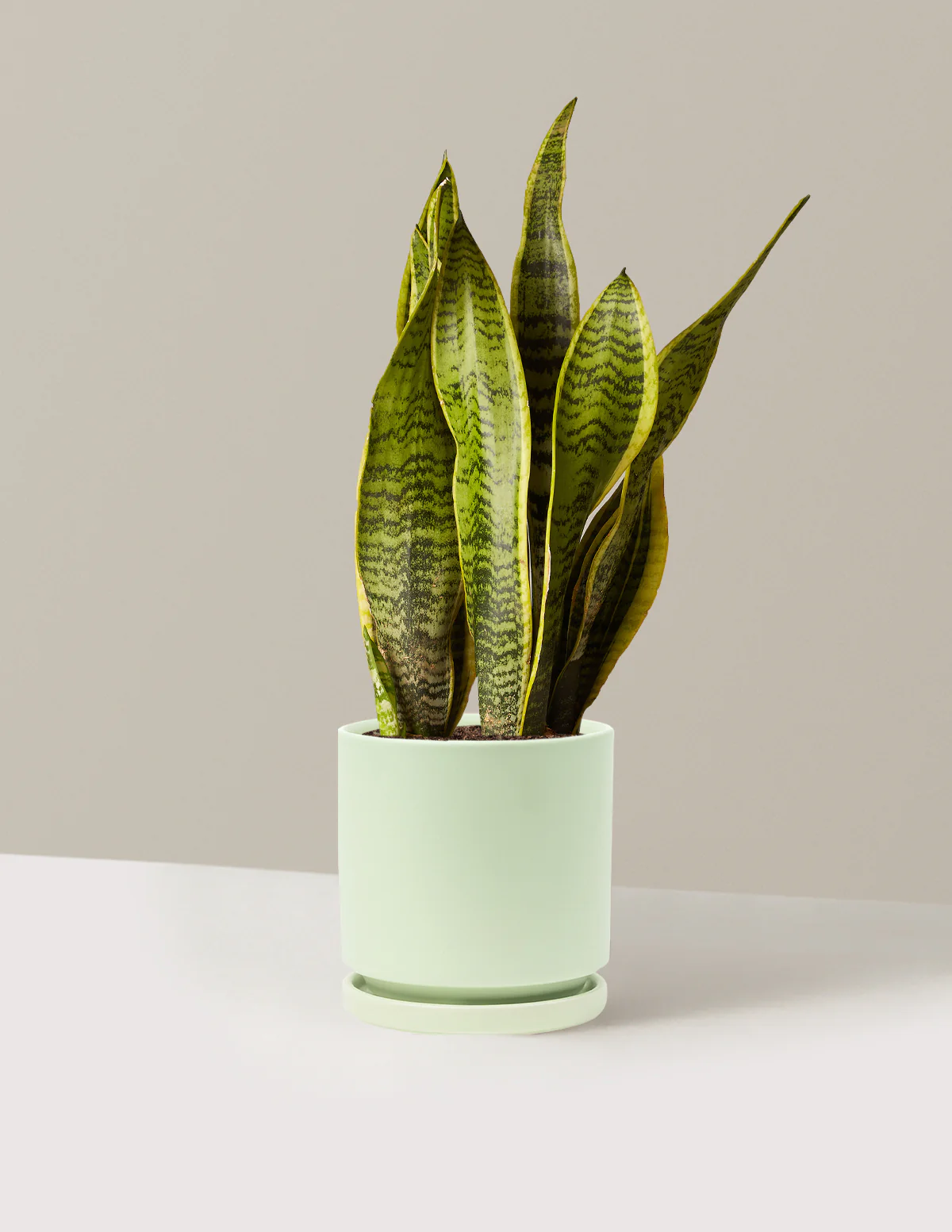 Snake Plant Laurentii - Image 83
