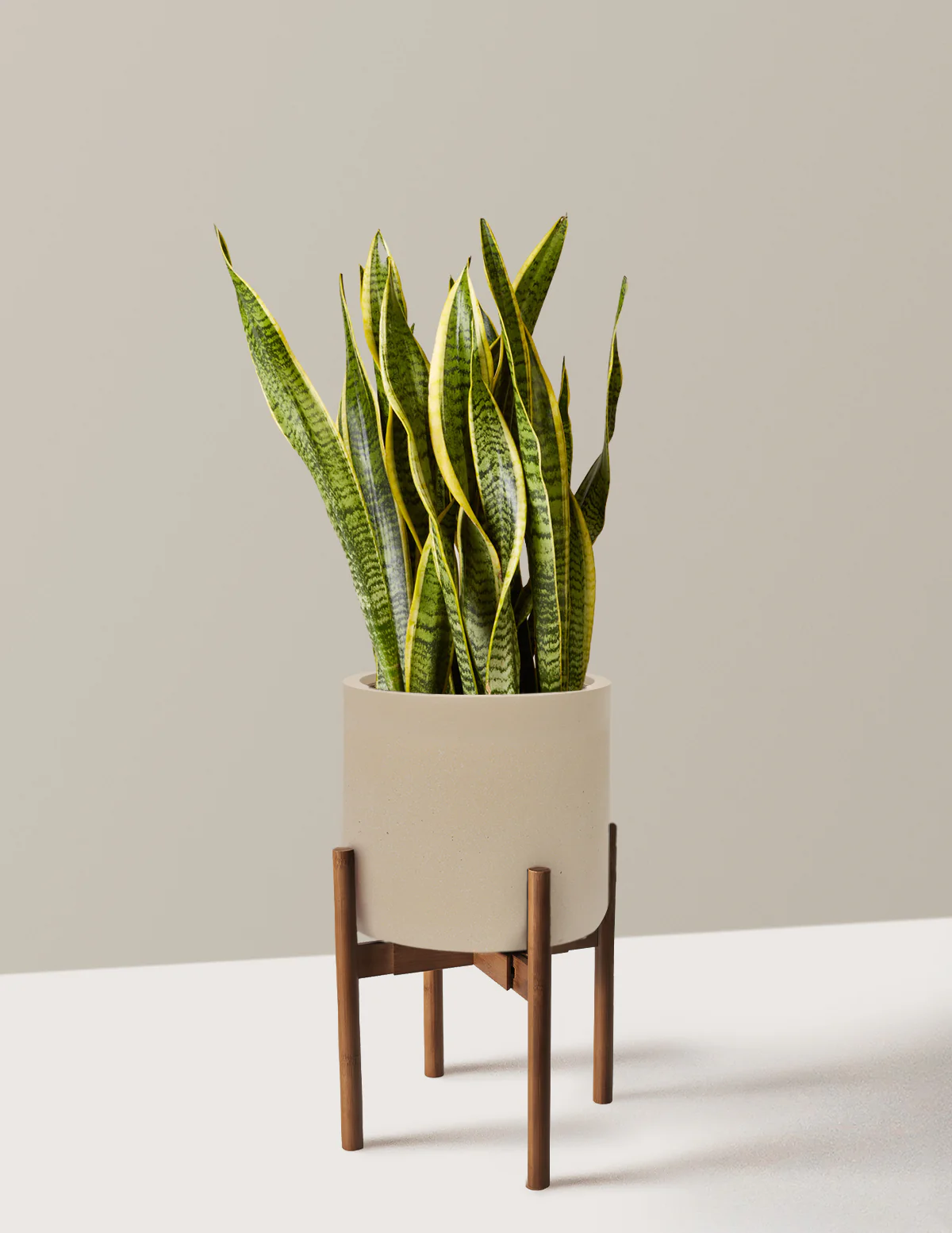 Snake Plant Laurentii - Image 84