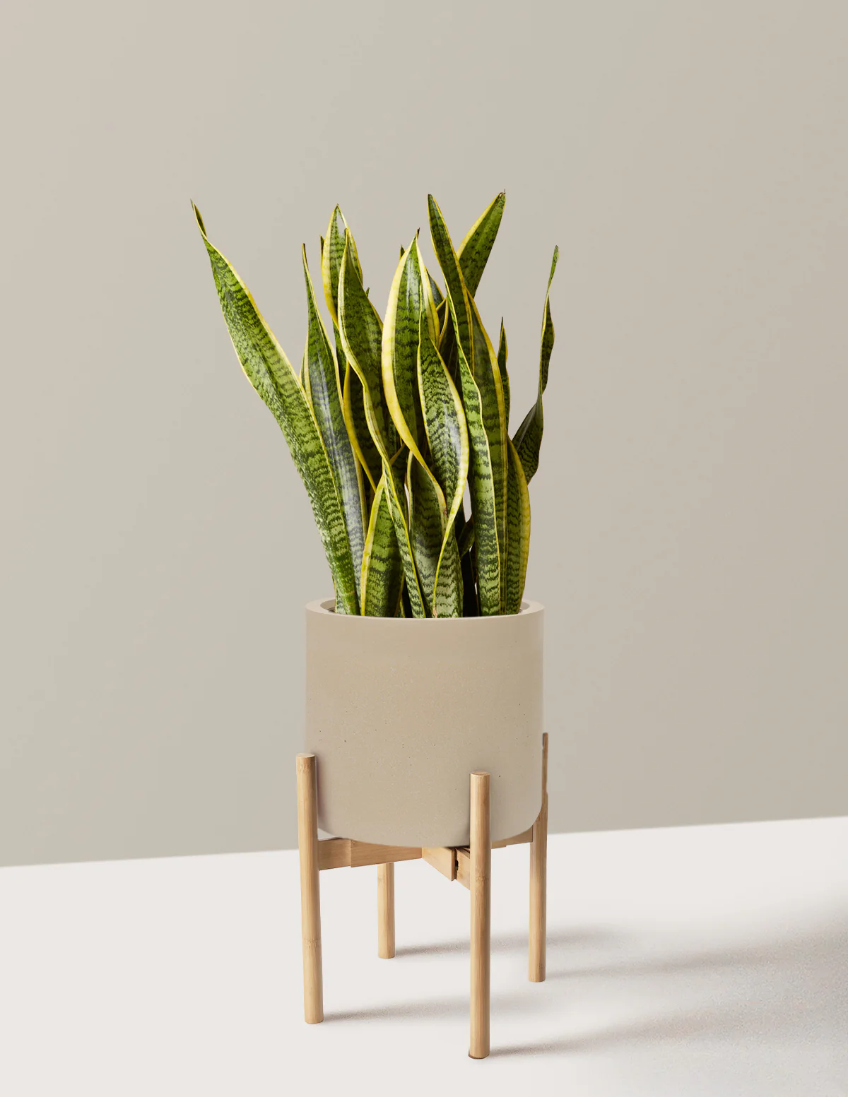 Snake Plant Laurentii - Image 85