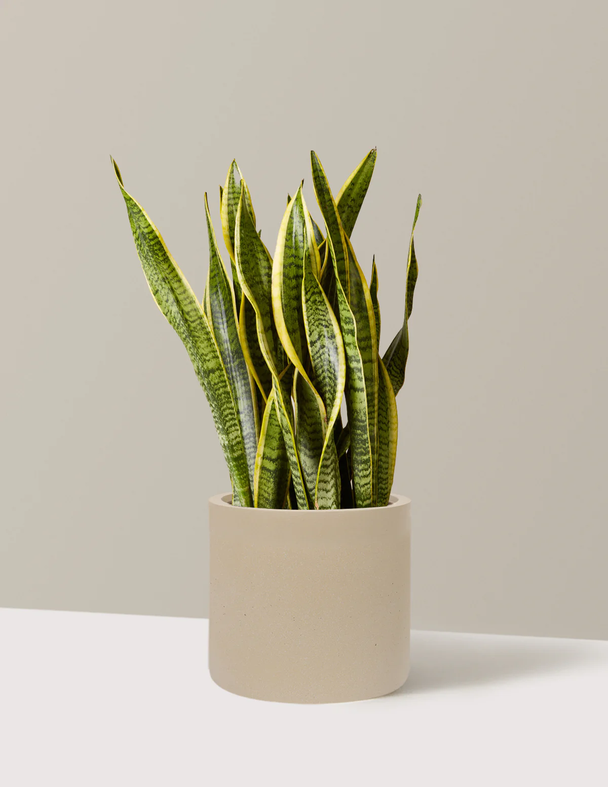 Snake Plant Laurentii - Image 86