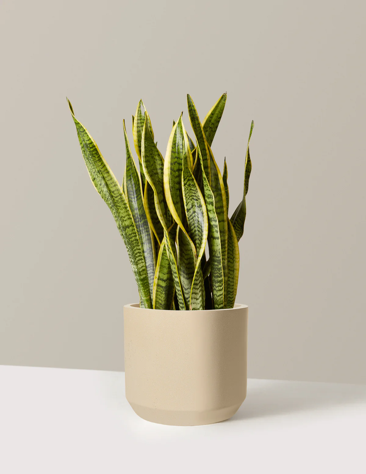 Snake Plant Laurentii - Image 87