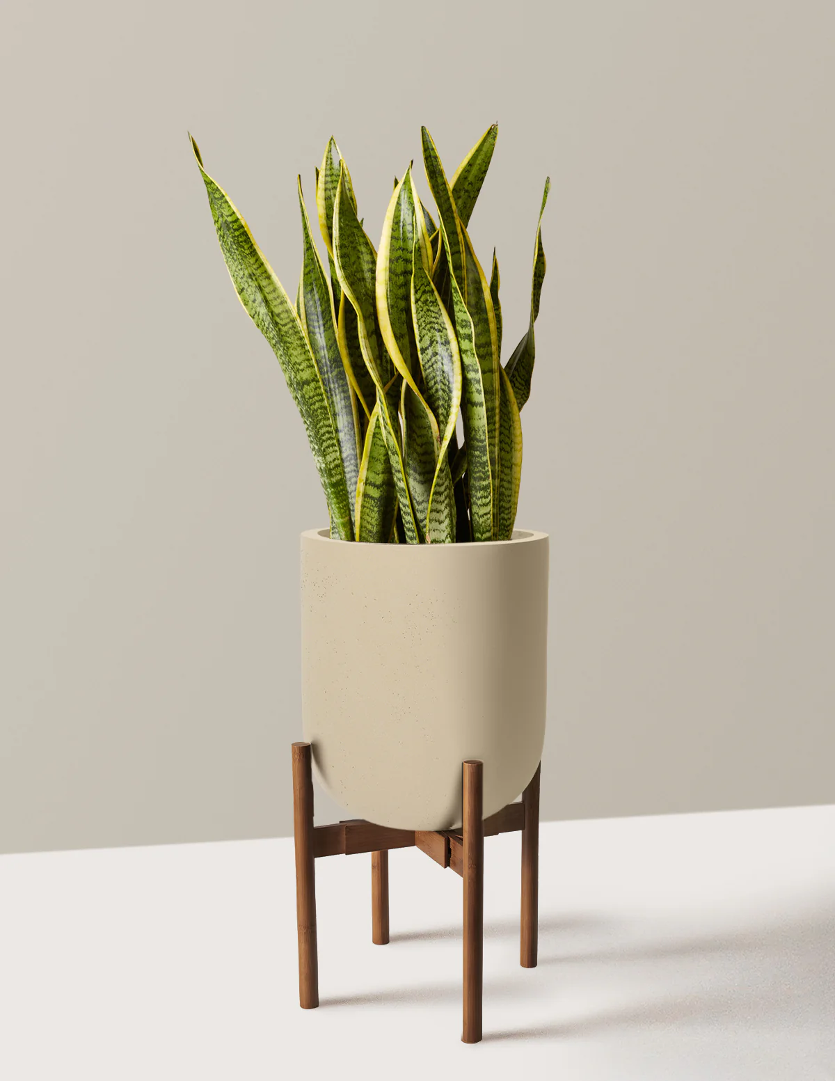 Snake Plant Laurentii - Image 88