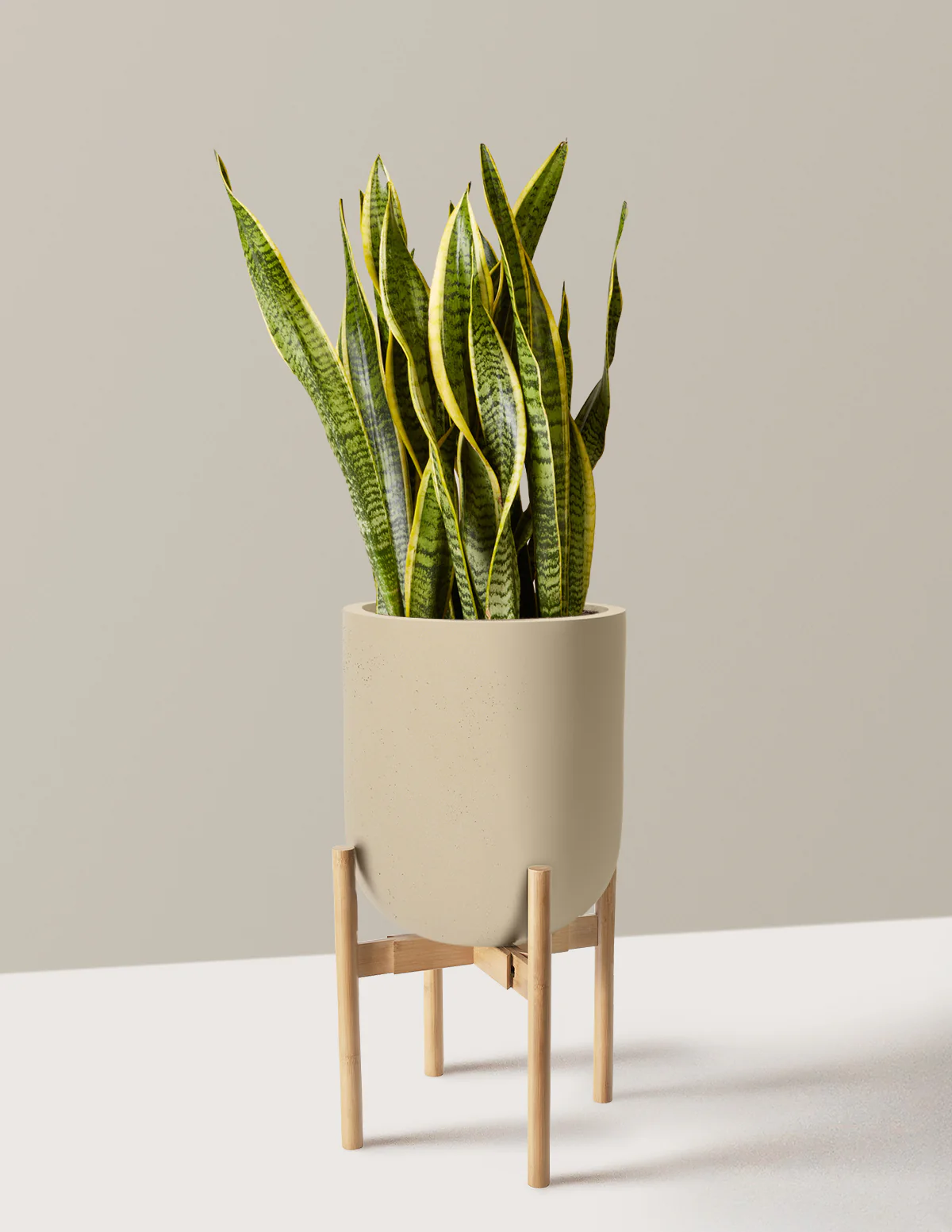 Snake Plant Laurentii - Image 89