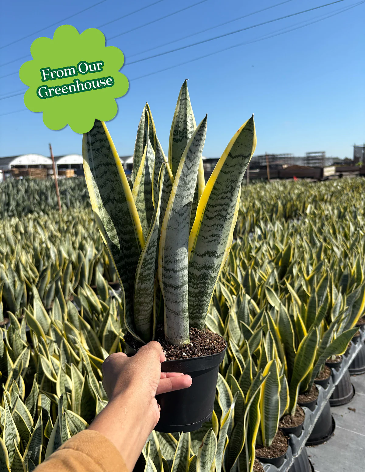 Snake Plant Laurentii - Image 9