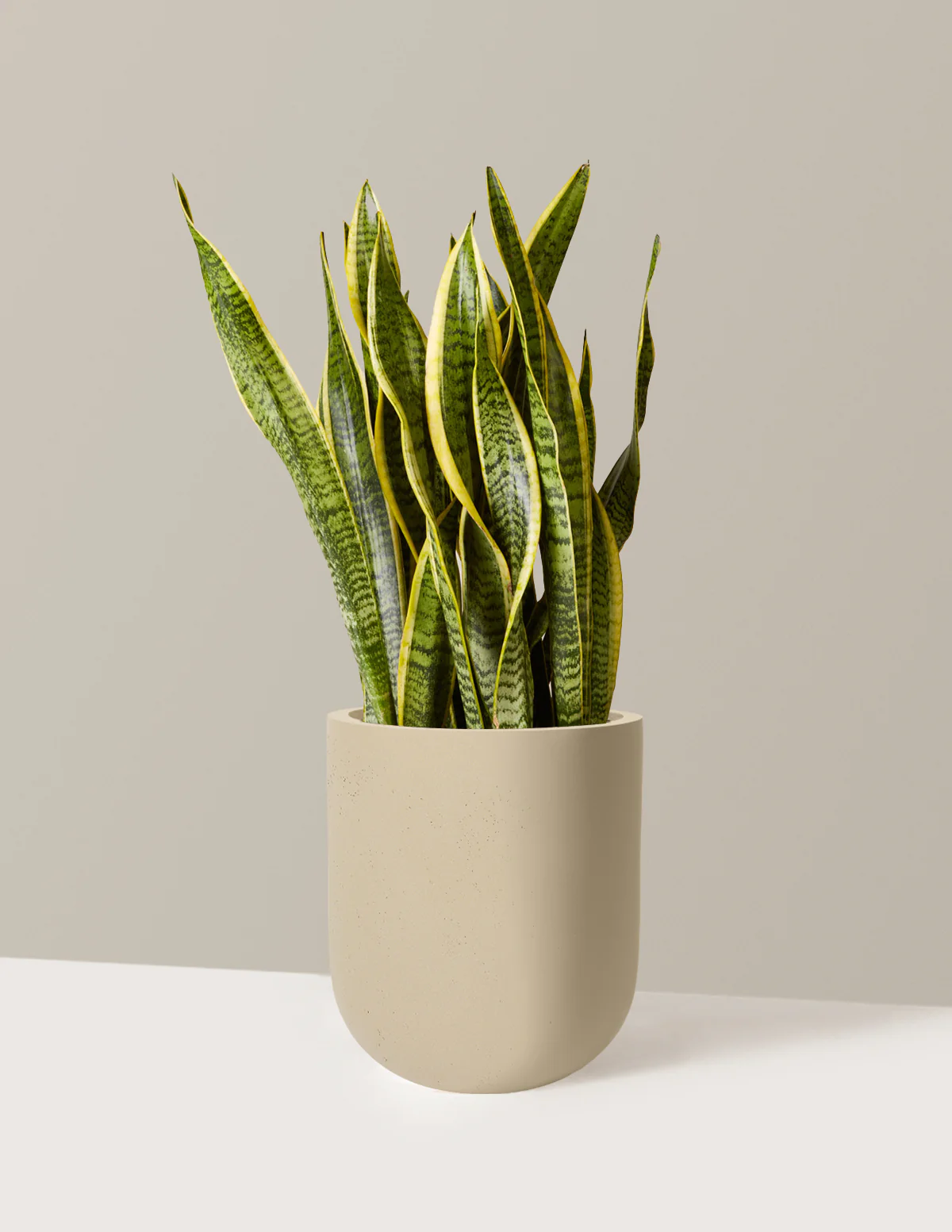 Snake Plant Laurentii - Image 90
