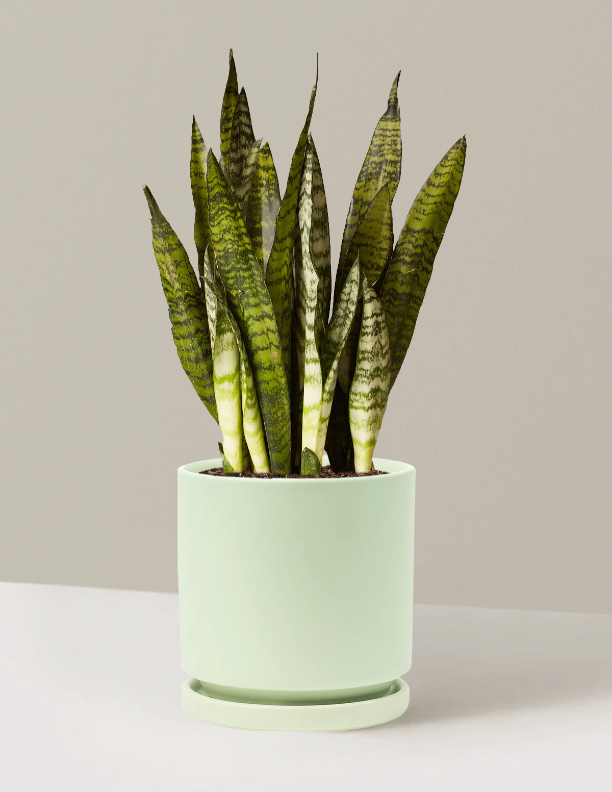 Snake Plant Zeylanica - Image 10