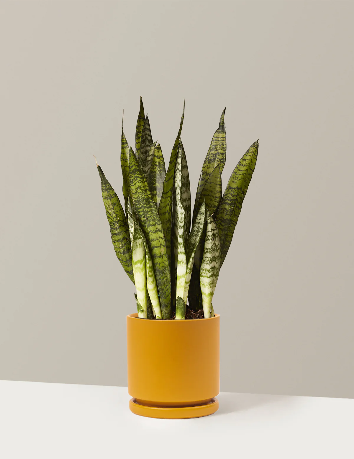 Snake Plant Zeylanica - Image 11