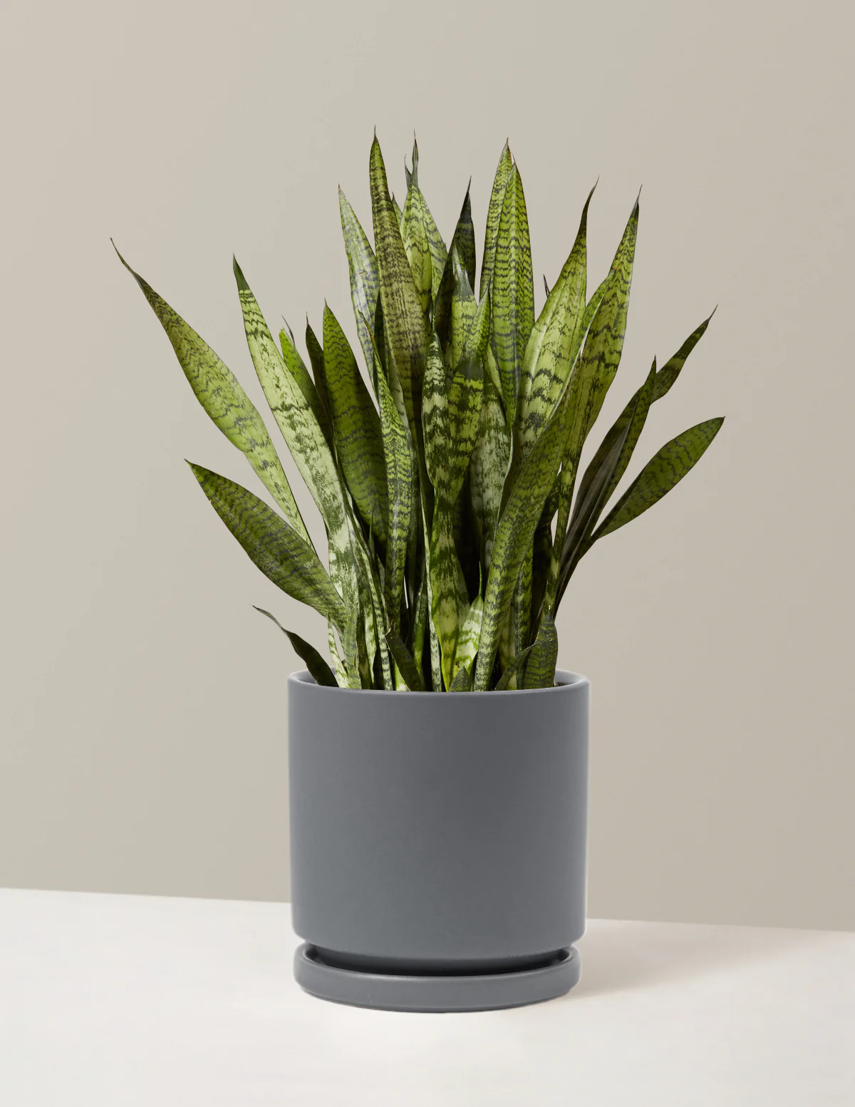 Snake Plant Zeylanica - Image 12
