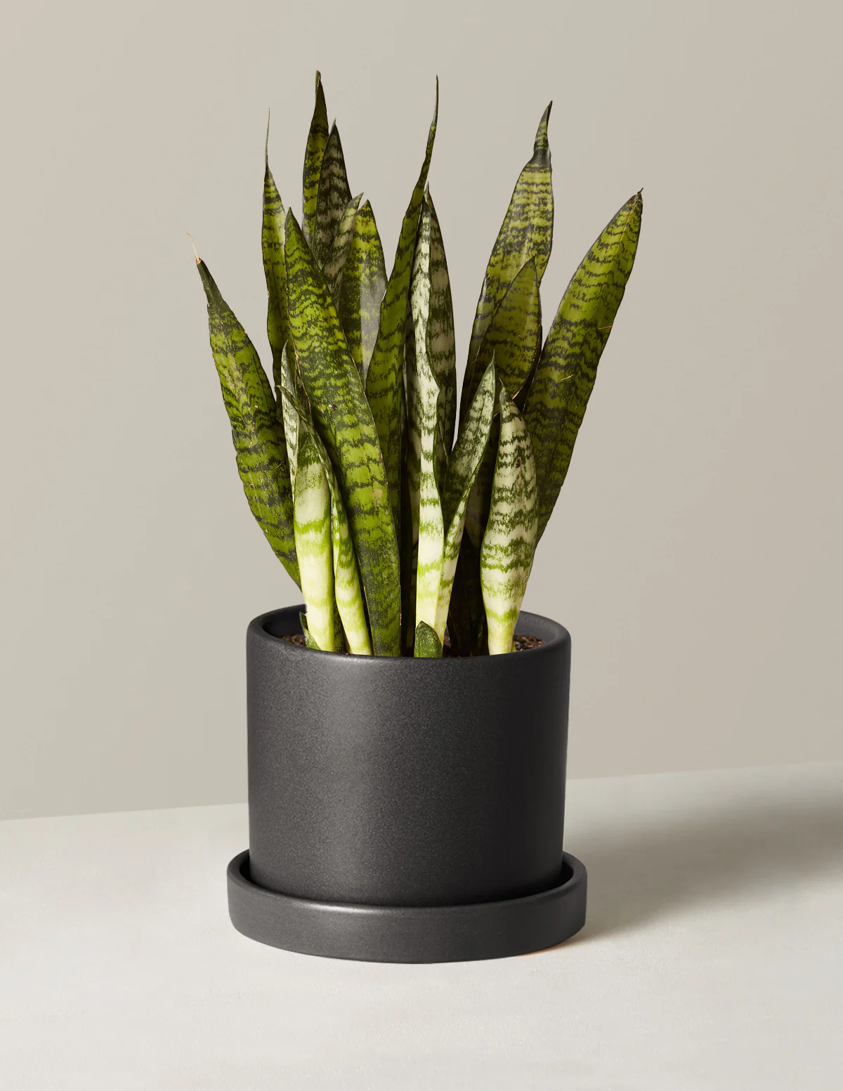 Snake Plant Zeylanica - Image 13