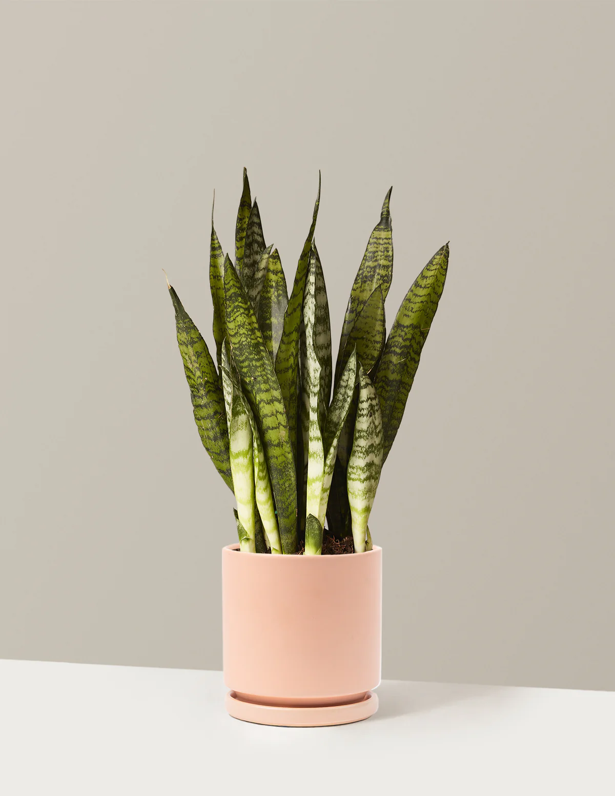 Snake Plant Zeylanica - Image 14