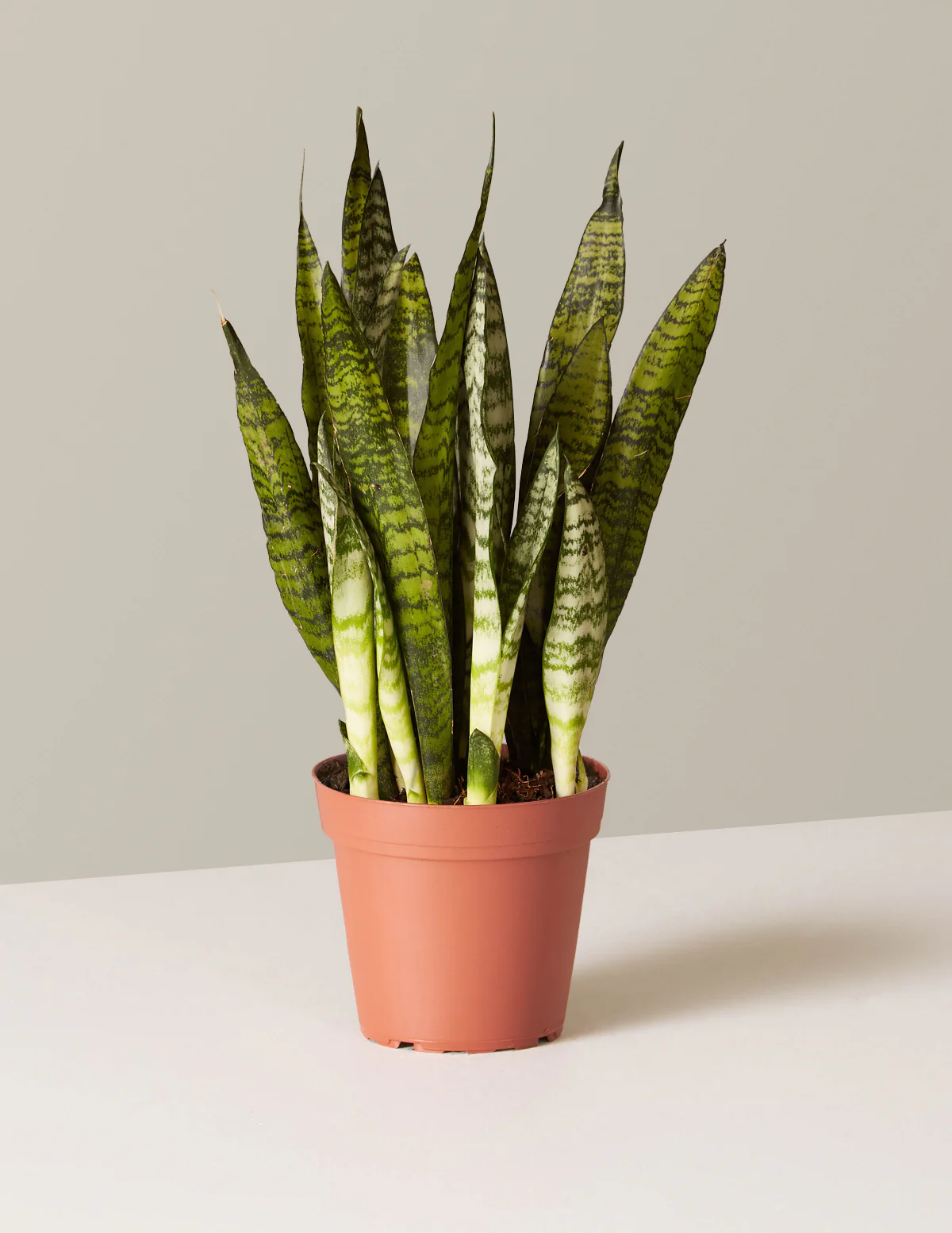 Snake Plant Zeylanica - Image 15