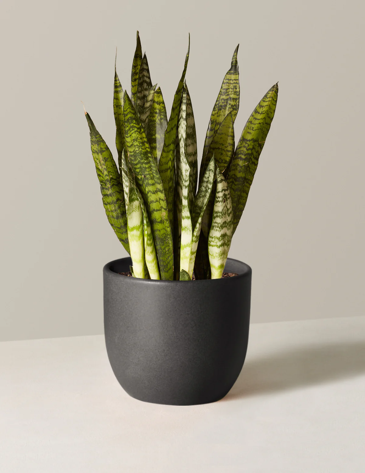 Snake Plant Zeylanica - Image 16