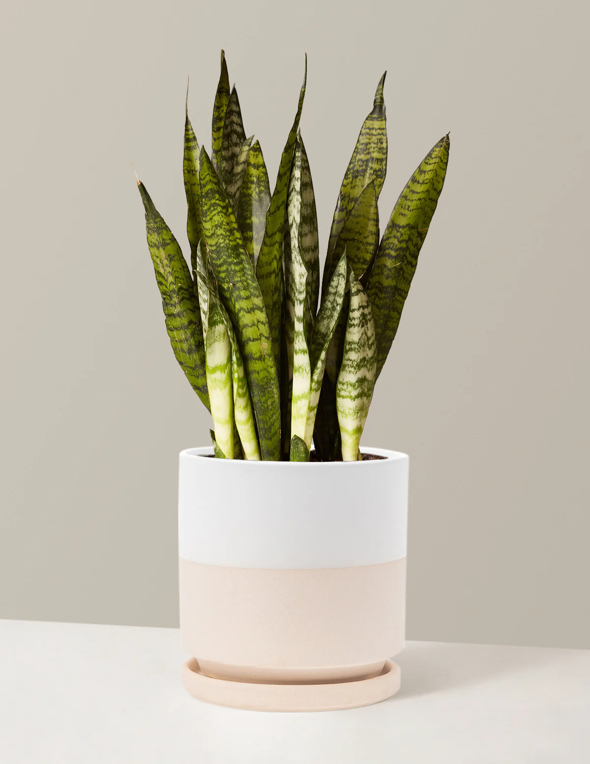 Snake Plant Zeylanica - Image 17