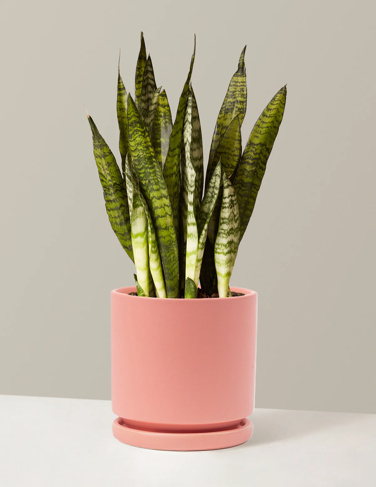 Snake Plant Zeylanica - Image 18