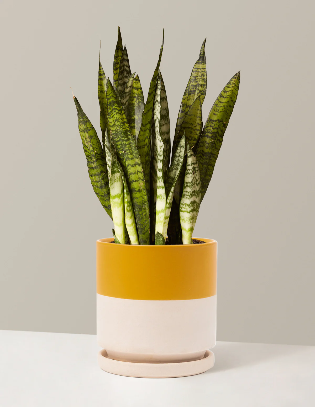 Snake Plant Zeylanica - Image 19