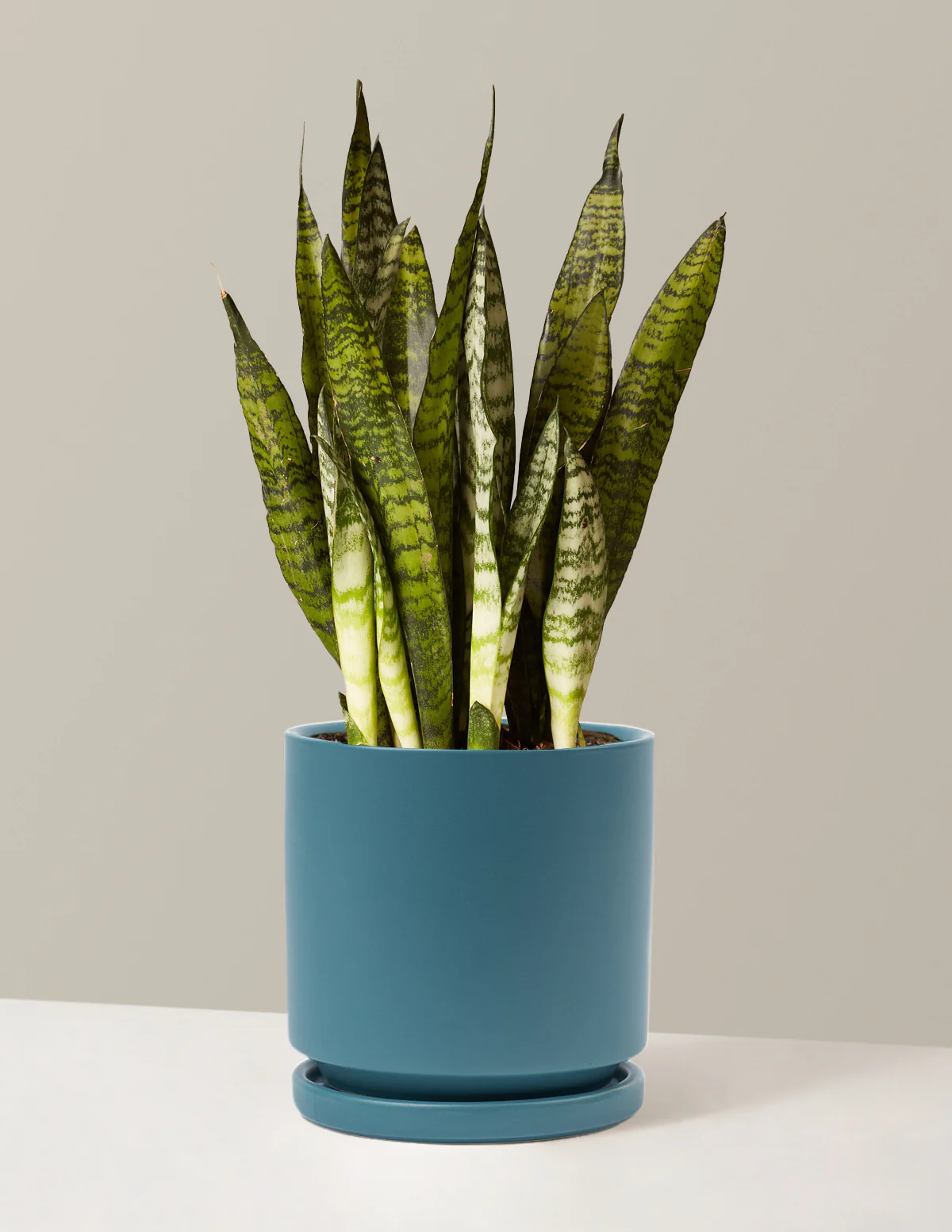 Snake Plant Zeylanica - Image 20