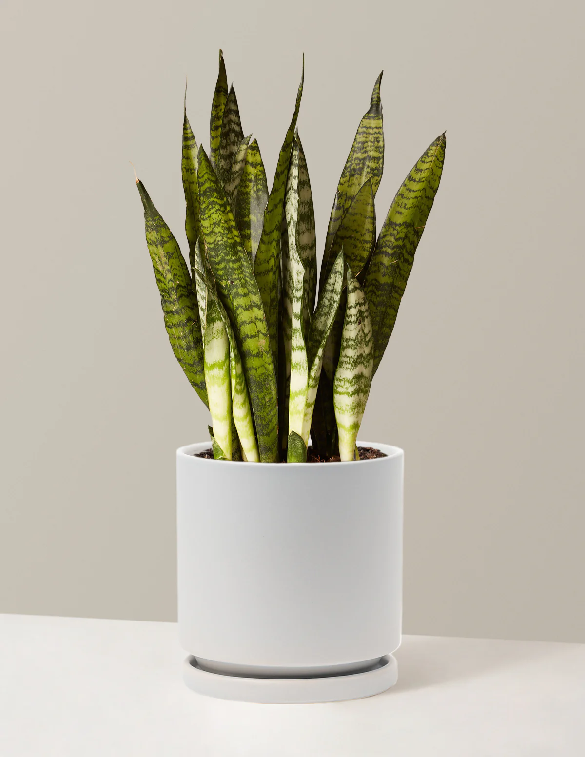 Snake Plant Zeylanica - Image 21