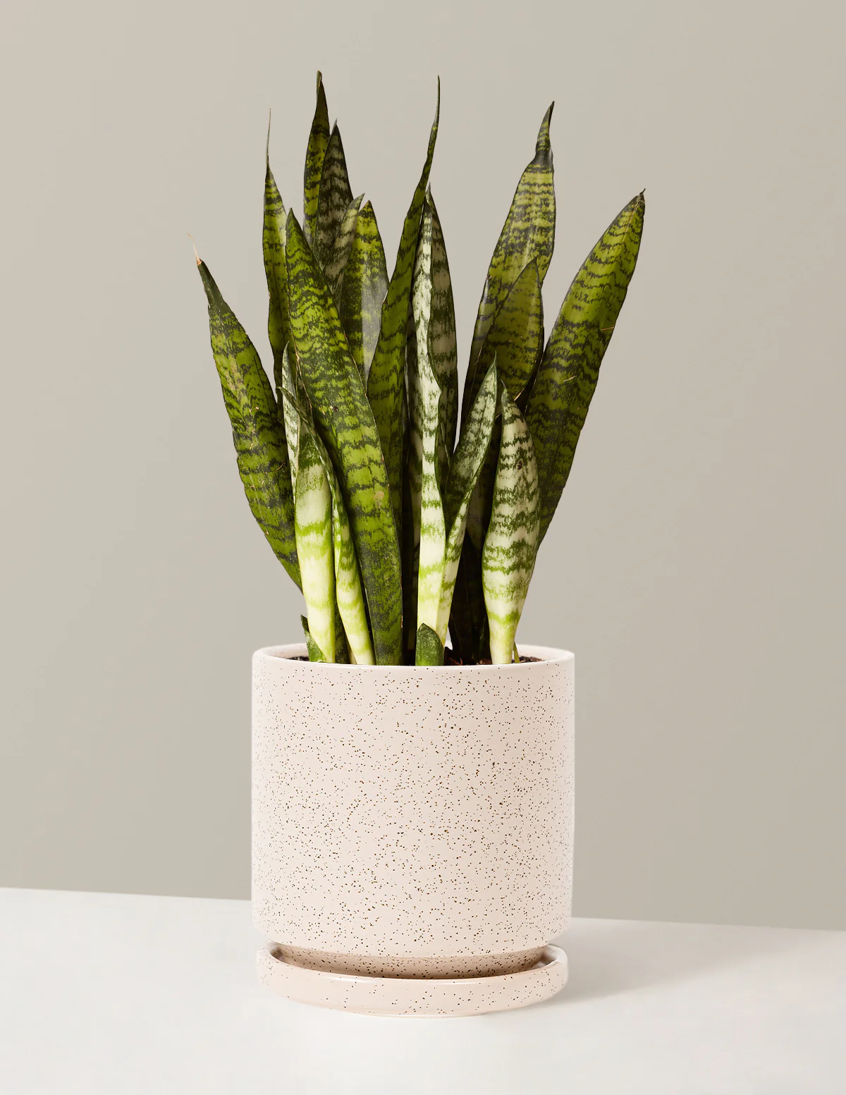 Snake Plant Zeylanica - Image 22