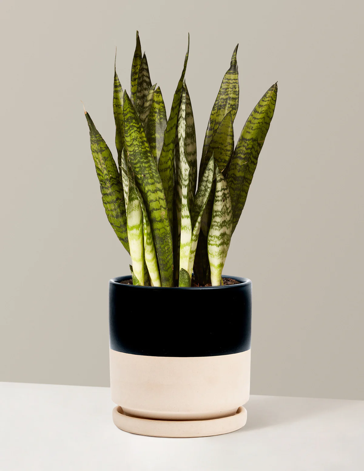 Snake Plant Zeylanica - Image 23