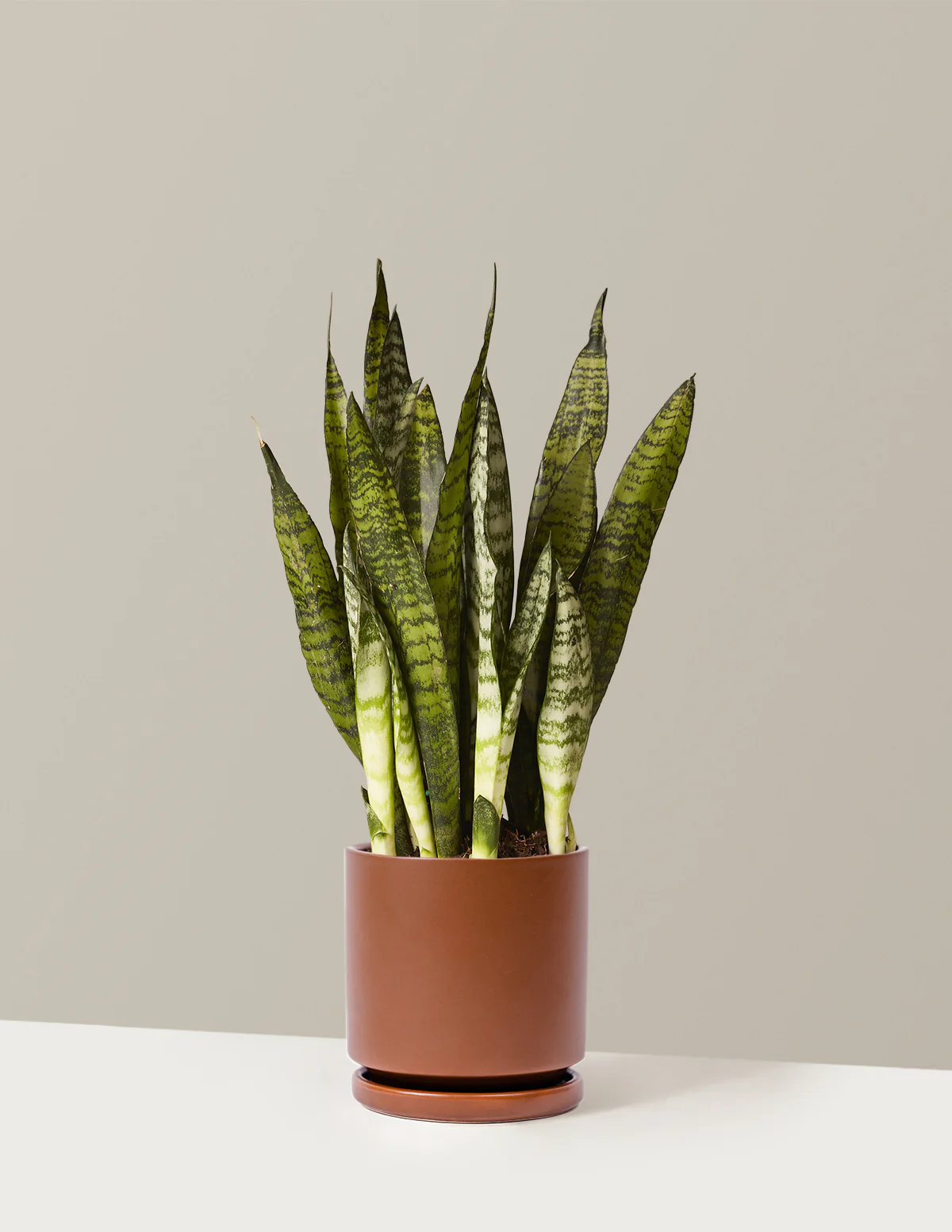 Snake Plant Zeylanica - Image 24