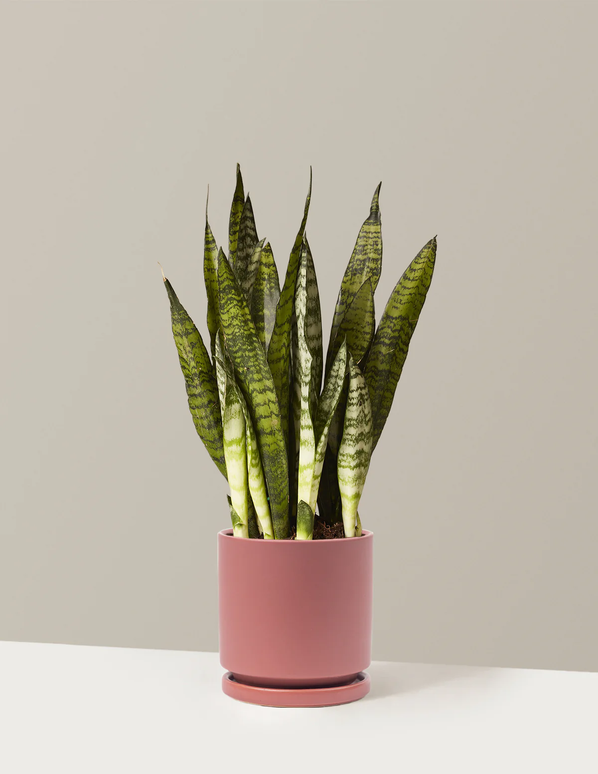 Snake Plant Zeylanica - Image 25