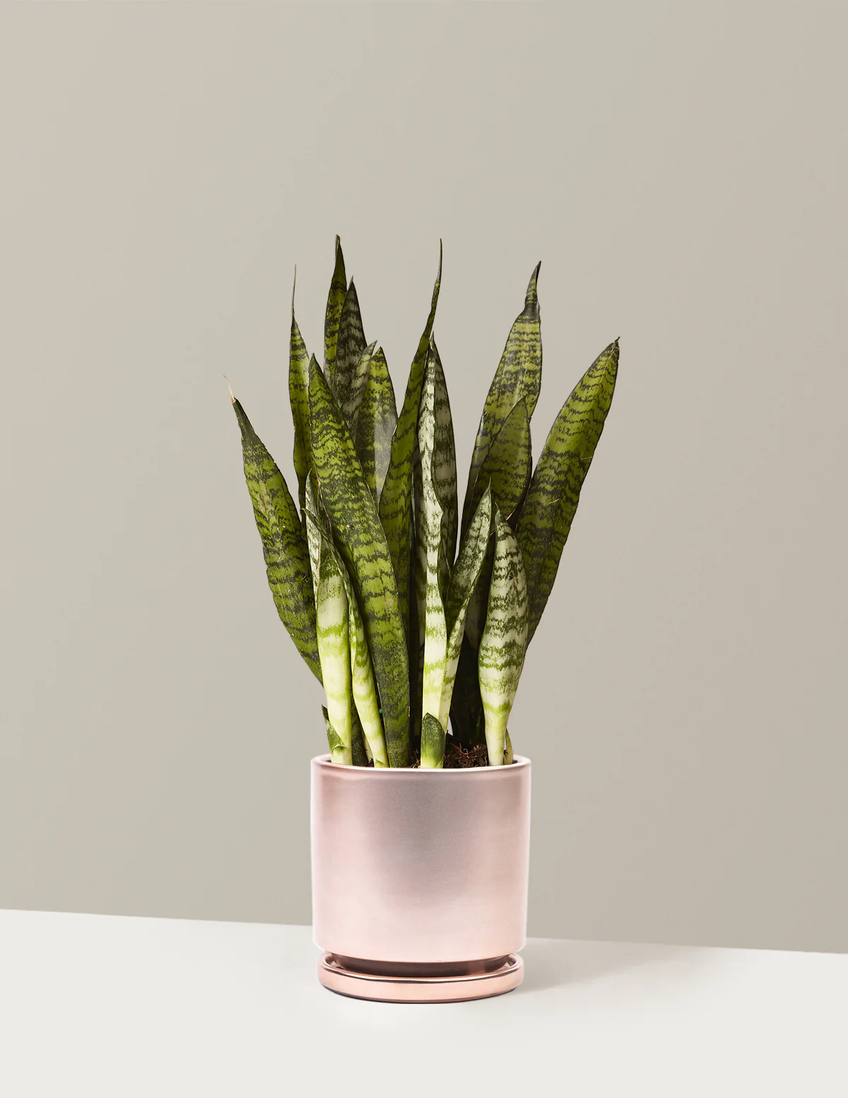 Snake Plant Zeylanica - Image 26
