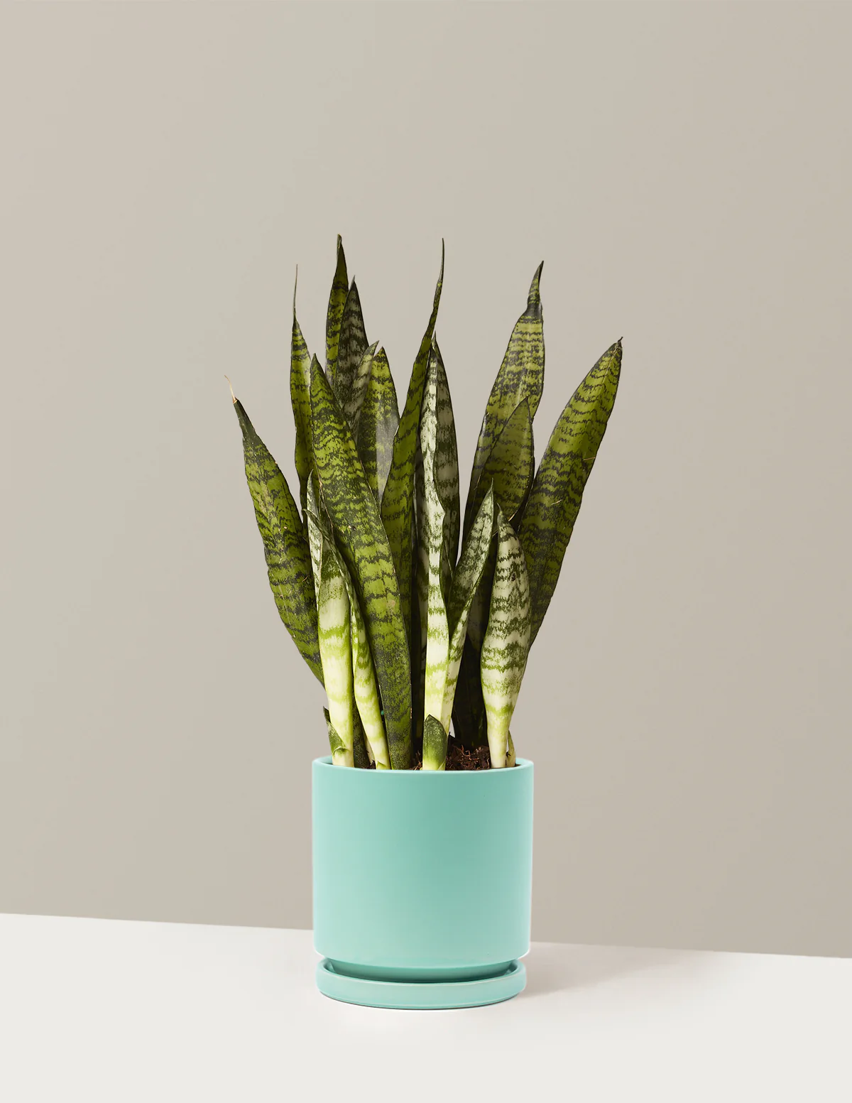 Snake Plant Zeylanica - Image 27