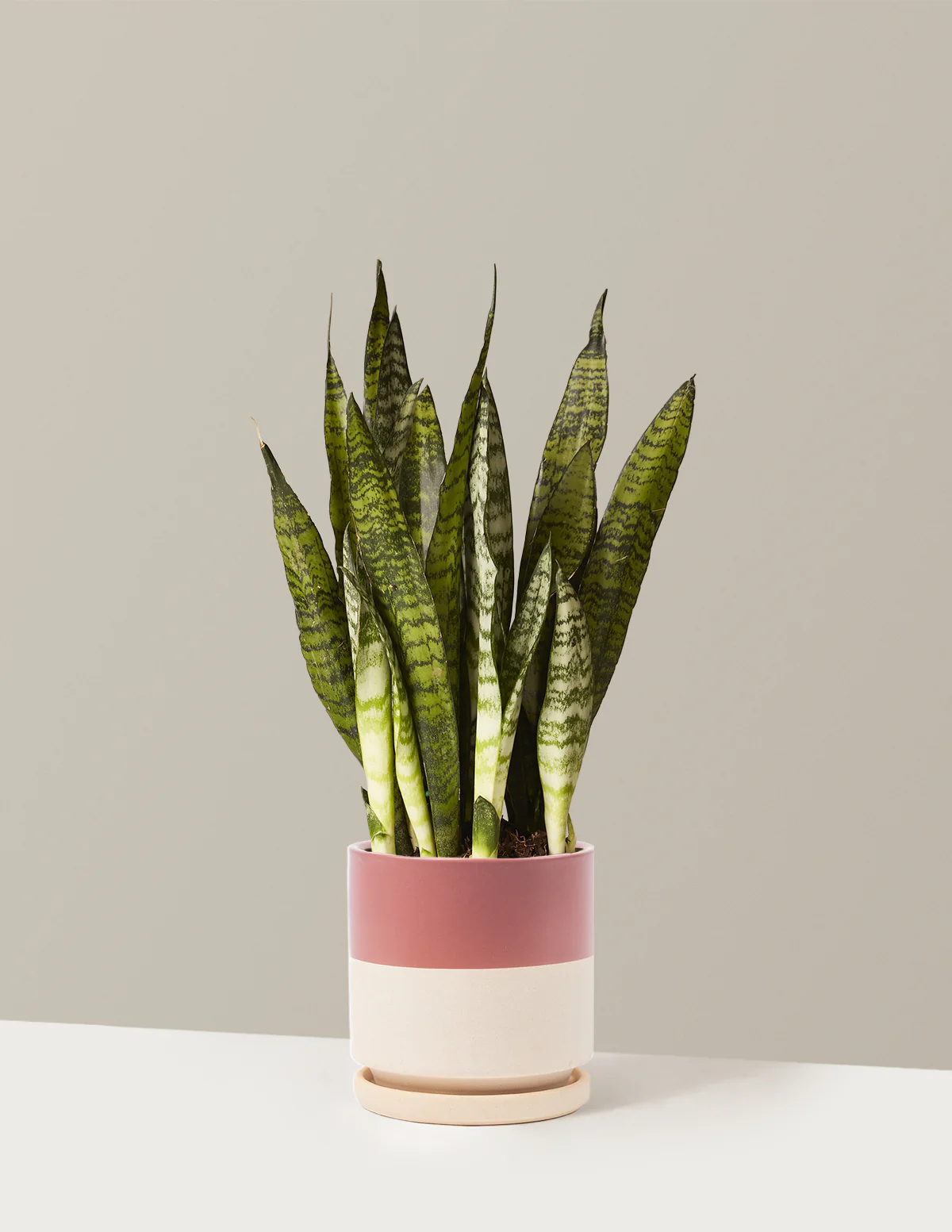 Snake Plant Zeylanica - Image 28