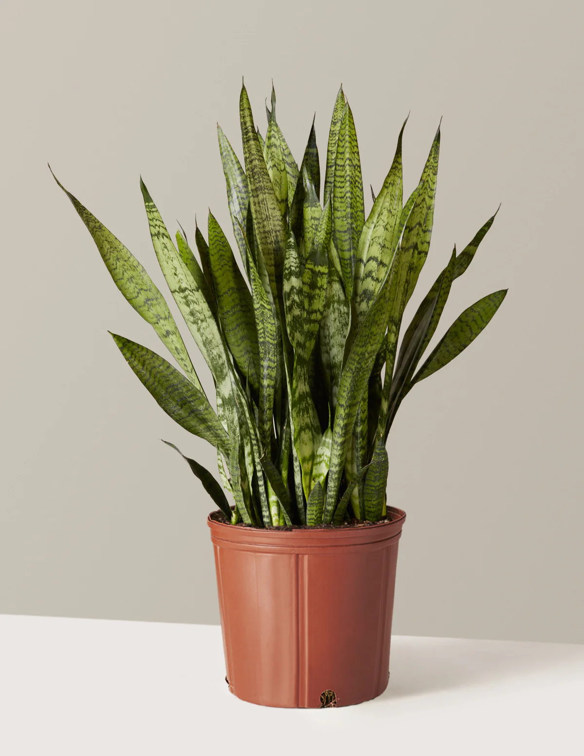 Snake Plant Zeylanica - Image 29