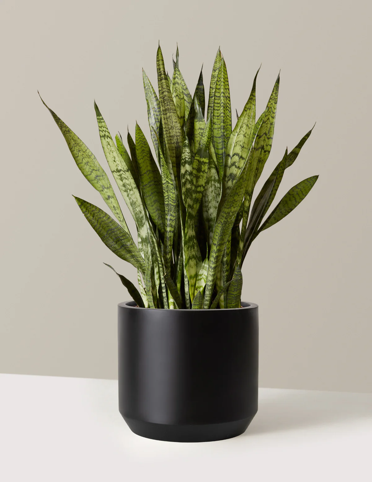 Snake Plant Zeylanica - Image 3