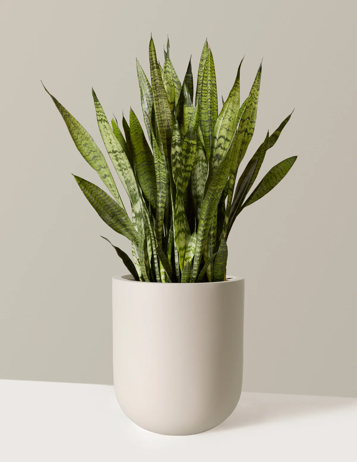 Snake Plant Zeylanica - Image 30
