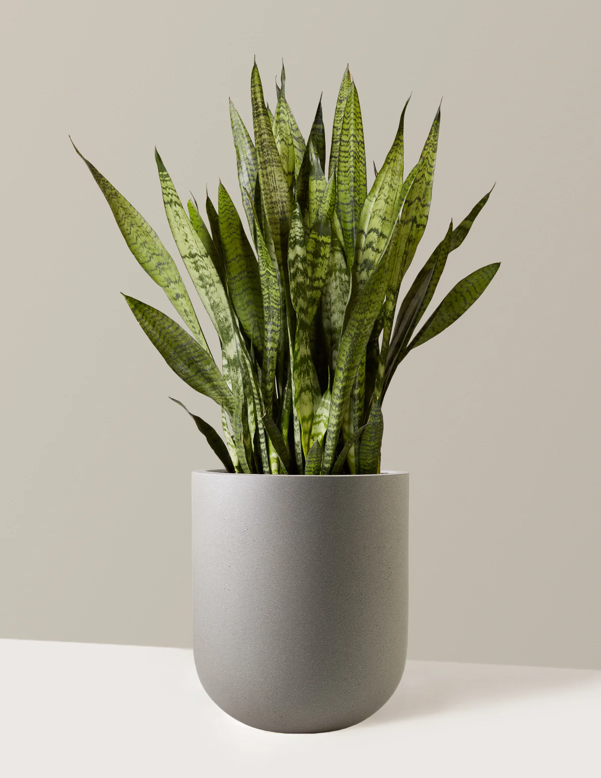 Snake Plant Zeylanica - Image 31
