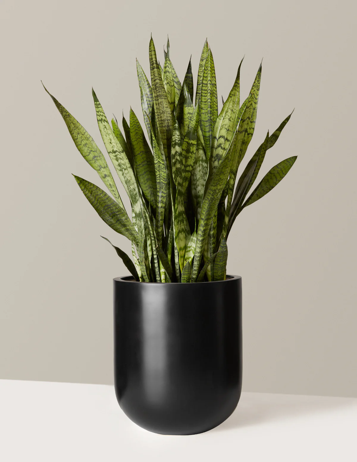 Snake Plant Zeylanica - Image 32
