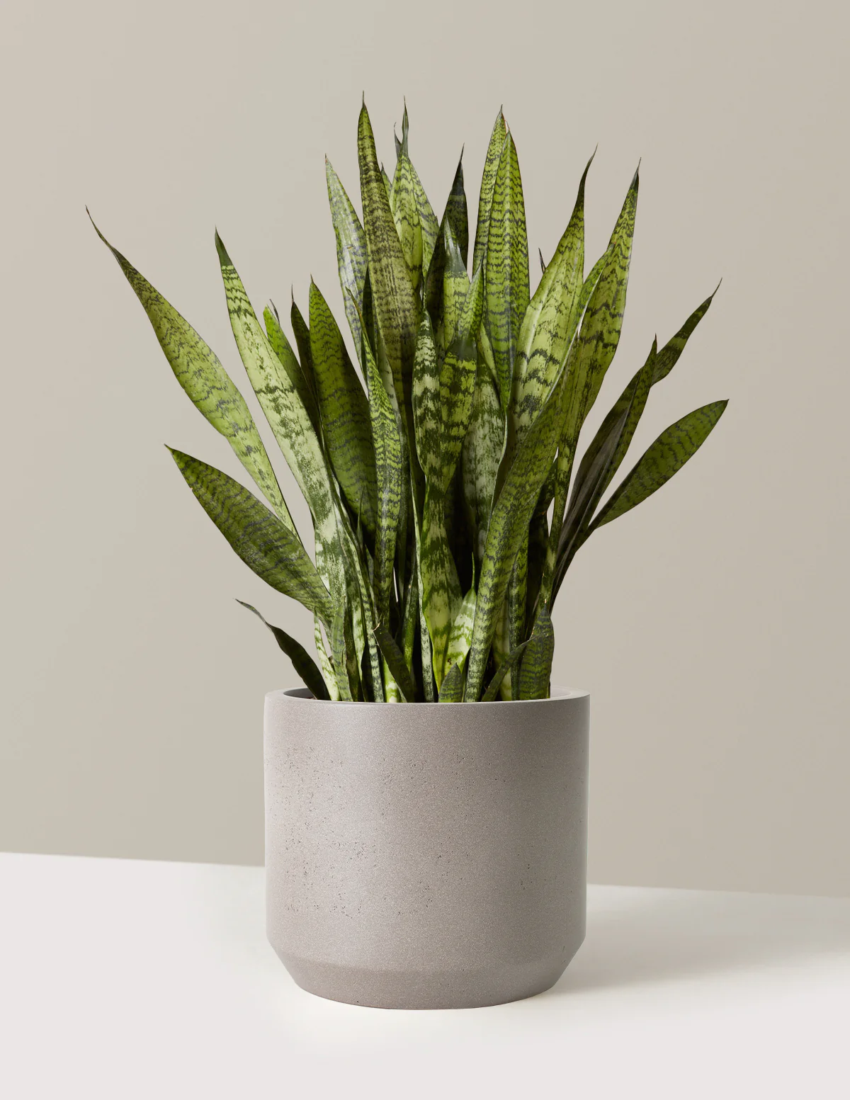 Snake Plant Zeylanica - Image 33