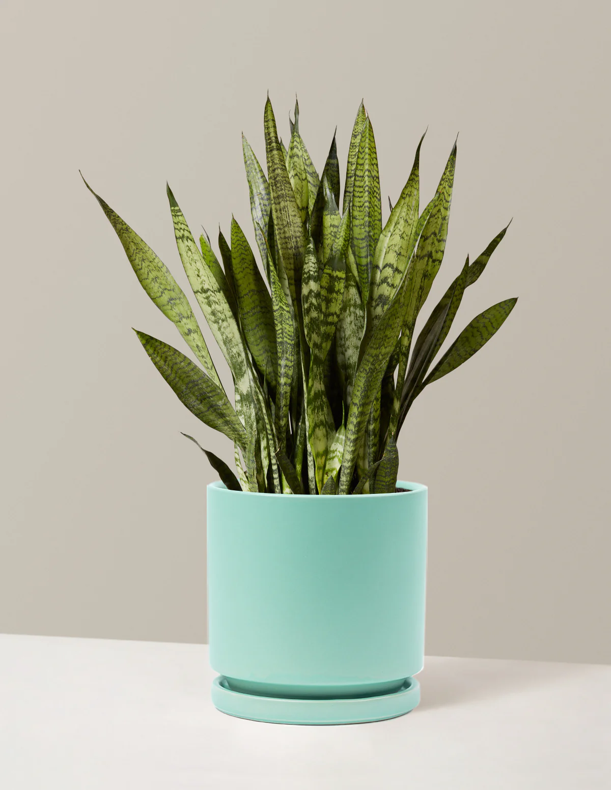 Snake Plant Zeylanica - Image 34