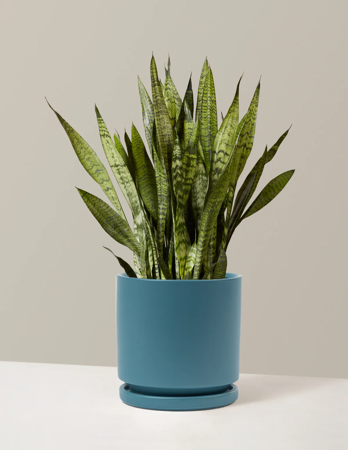 Snake Plant Zeylanica - Image 35