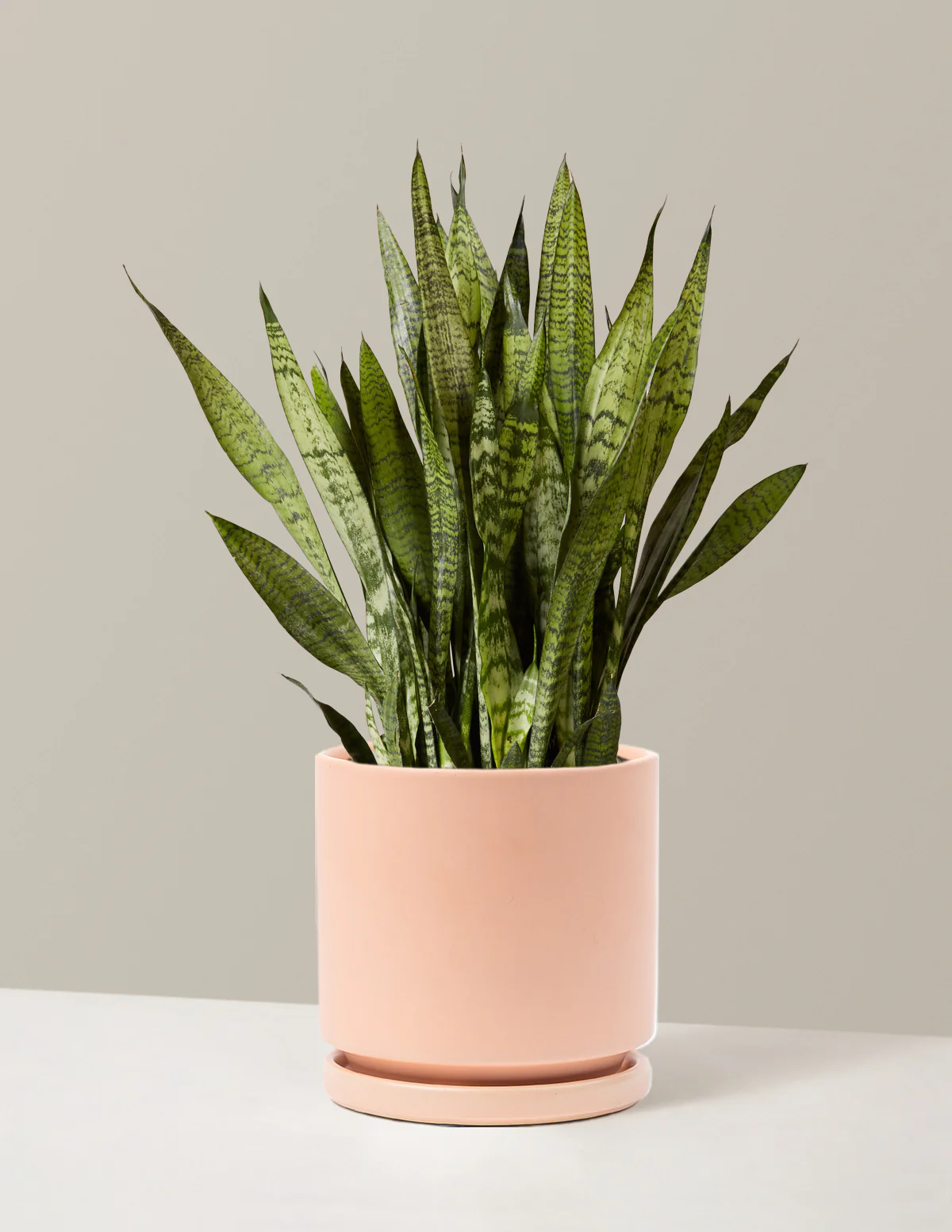 Snake Plant Zeylanica - Image 36