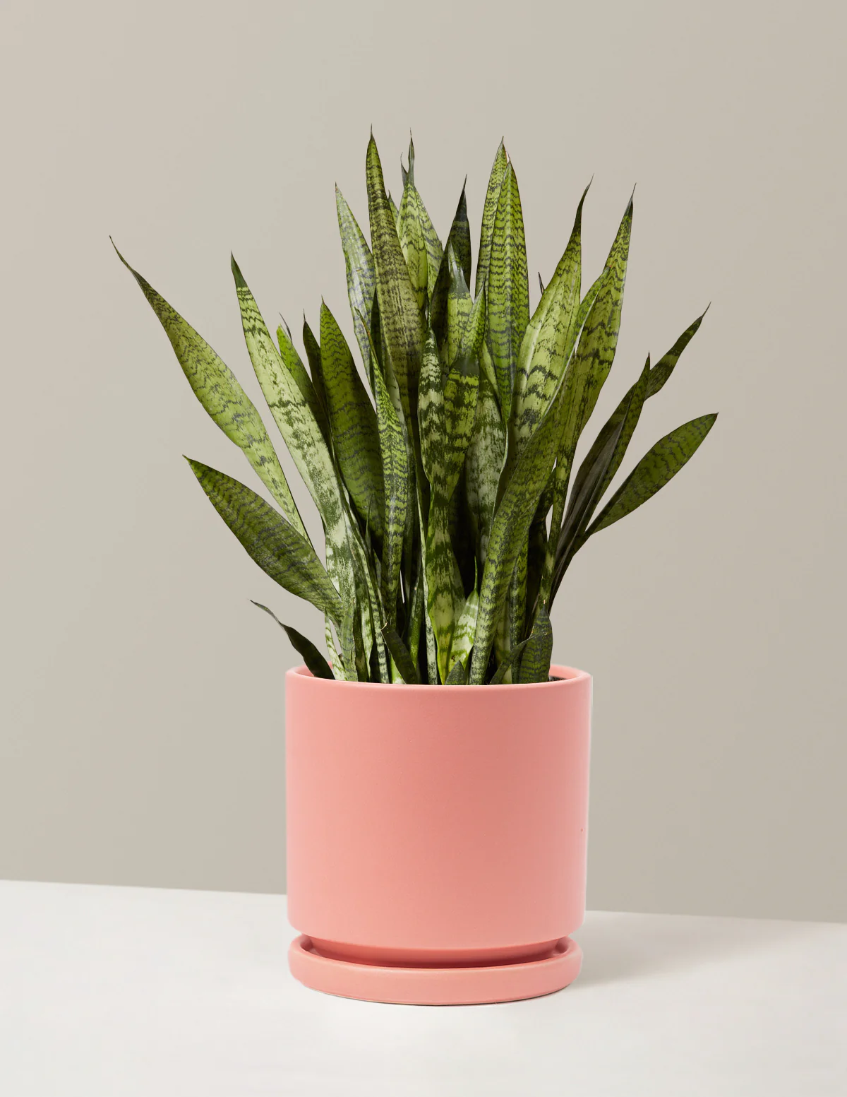 Snake Plant Zeylanica - Image 37